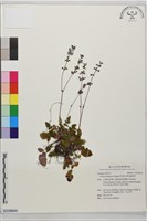 阿里山紫花鼠尾草藏品圖，第1張