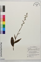 厚唇粉蠂蘭藏品圖，第1張