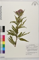 台灣澤蘭藏品圖，第1張