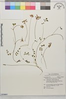 能高大山紫雲英藏品圖，第1張