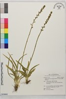 臺灣粉條兒菜藏品圖，第1張