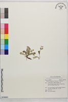 雪山翻白草藏品圖，第1張