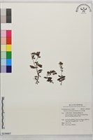 玉山水苦賈藏品圖，第1張