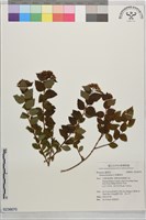 假繡線菊藏品圖，第1張