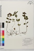 風輪菜藏品圖，第1張