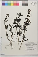 馬先蒿藏品圖，第1張