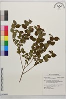 假繡線菊藏品圖，第1張