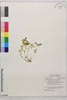 玉山佛甲草藏品圖，第1張