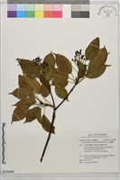 昆欄樹藏品圖，第1張