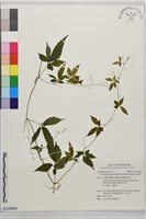 絞股藍藏品圖，第1張