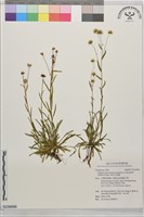 福山氏飛蓬藏品圖，第1張