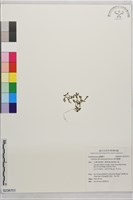 黃斑龍膽藏品圖，第1張