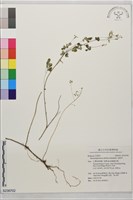 臭節草藏品圖，第1張