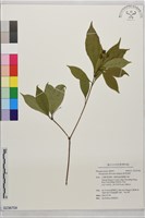 疏果海桐藏品圖，第1張