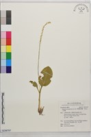 單葉軟葉蘭、阿里山小柱蘭藏品圖，第1張