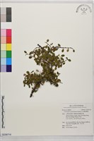 玉山鋪地蜈蚣藏品圖，第1張