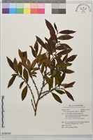 光葉柃木、細齒葉柃藏品圖，第1張