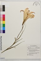 臺灣百合藏品圖，第1張
