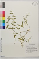 疏花繁縷藏品圖，第1張