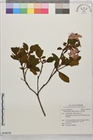 金毛杜鵑藏品圖，第1張