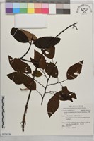 大葉桑寄生藏品圖，第1張