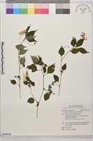 紫花鳳仙花藏品圖，第1張