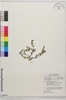 小葉雙蝴蝶、小葉肺形草藏品圖，第1張