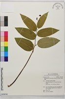 臺灣鹿藥藏品圖，第1張