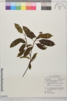 玉山假沙梨藏品圖，第1張