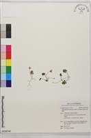 海螺菊藏品圖，第1張