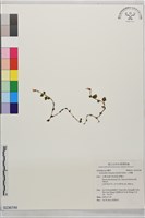 小唇蘭藏品圖，第1張