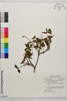 紅毛杜鵑藏品圖，第1張