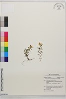 玉山金絲桃藏品圖，第1張