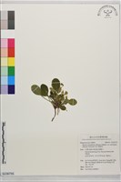 高山裂緣花藏品圖，第1張