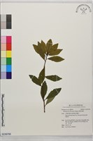 疏果海桐藏品圖，第1張