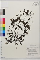 田村氏鐵線蓮藏品圖，第1張