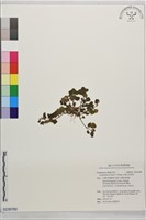 大漢山珍珠菜藏品圖，第1張