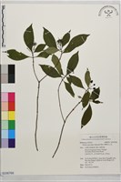 薄葉玉心花藏品圖，第1張