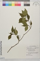 疏果海桐藏品圖，第1張