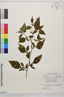 雙花龍葵、耳鉤草藏品圖，第1張