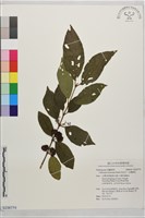 杜虹花，台灣紫珠藏品圖，第1張
