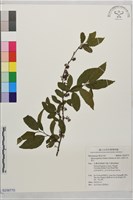 山桂花, 杜莖山藏品圖，第1張