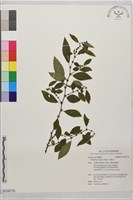 水雞油藏品圖，第1張