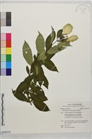 玉葉金花藏品圖，第1張