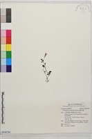 蘭嵌馬藍藏品圖，第1張