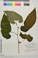 圓果秋海棠藏品圖，第1張