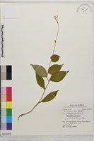 臺灣油點草藏品圖，第1張