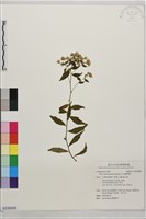 玉山鐵桿蒿藏品圖，第1張