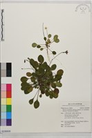 高山裂緣花藏品圖，第1張
