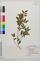 米碎柃木藏品圖，第1張